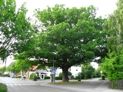 Bild 2 von Eiche an der Antoniusstraße